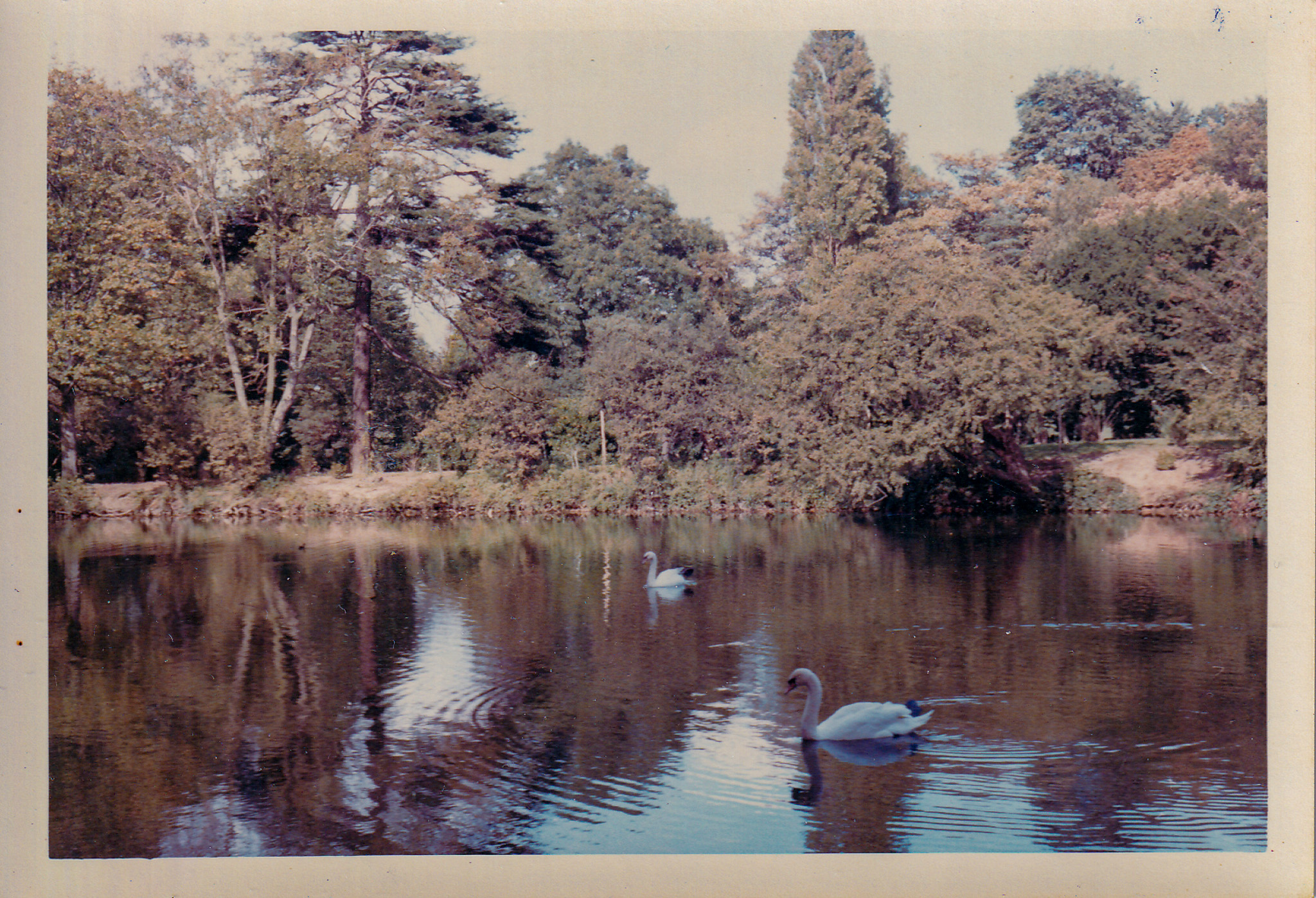 Mute swans on lake